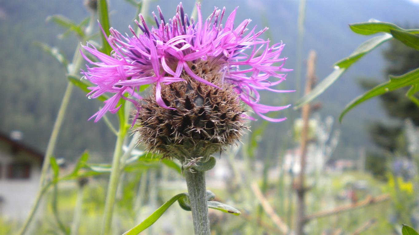 Centaurea scabiosa subsp. alpestris / Fiordaliso alpestre